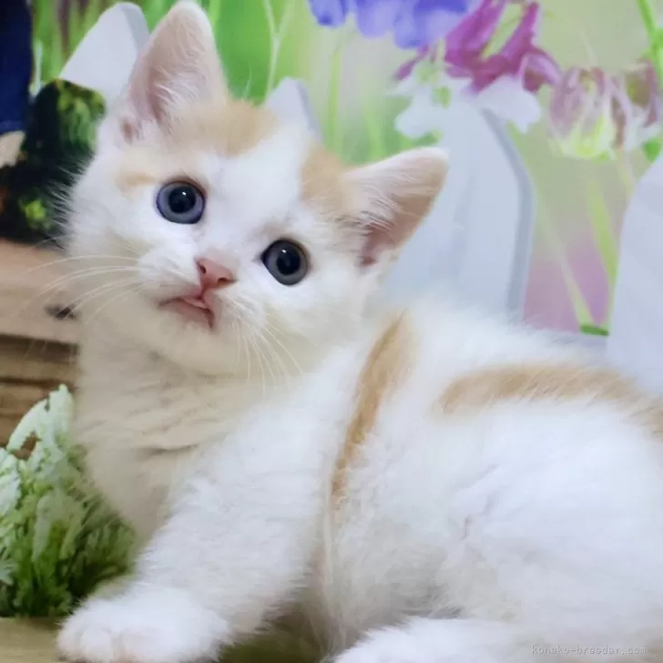 ID:2406-02109の子猫
