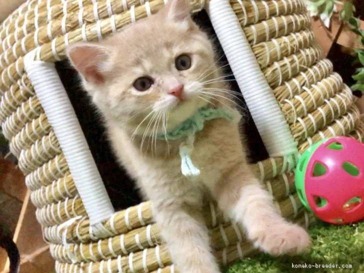 ID:1904-00978の子猫