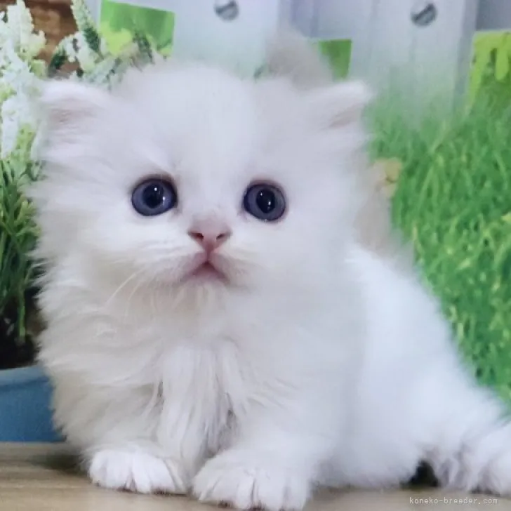 ID:2308-01984の子猫