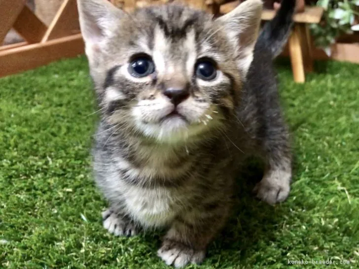 ナイル川 様のお迎えした子猫