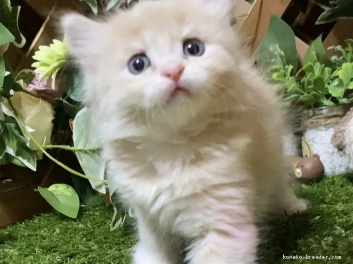 ID：2003-00788の子猫