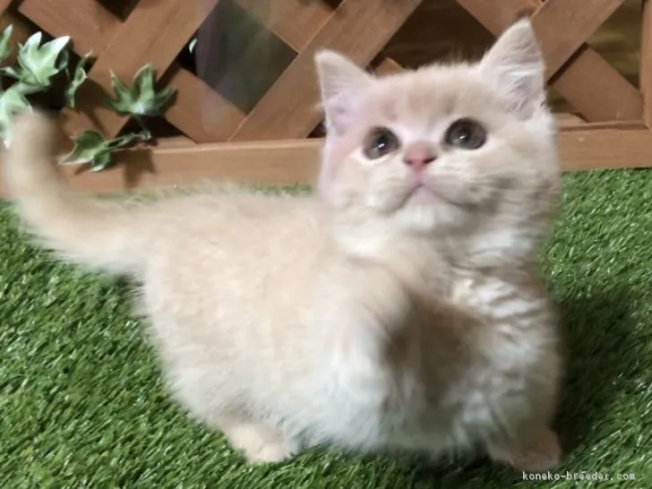 ニャンコぱぱ 様のお迎えした子猫