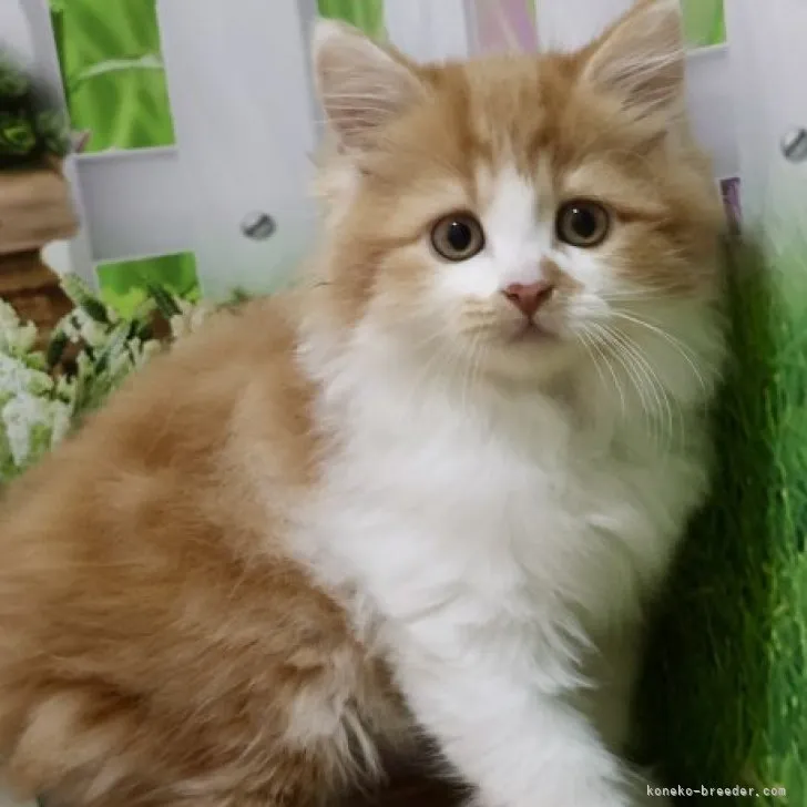 ID:2305-03642の子猫