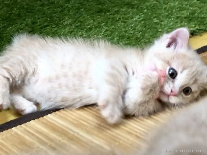ID:1810-00573の子猫