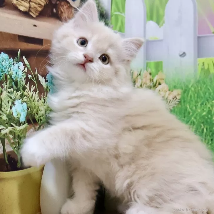 ID:2411-01829の子猫