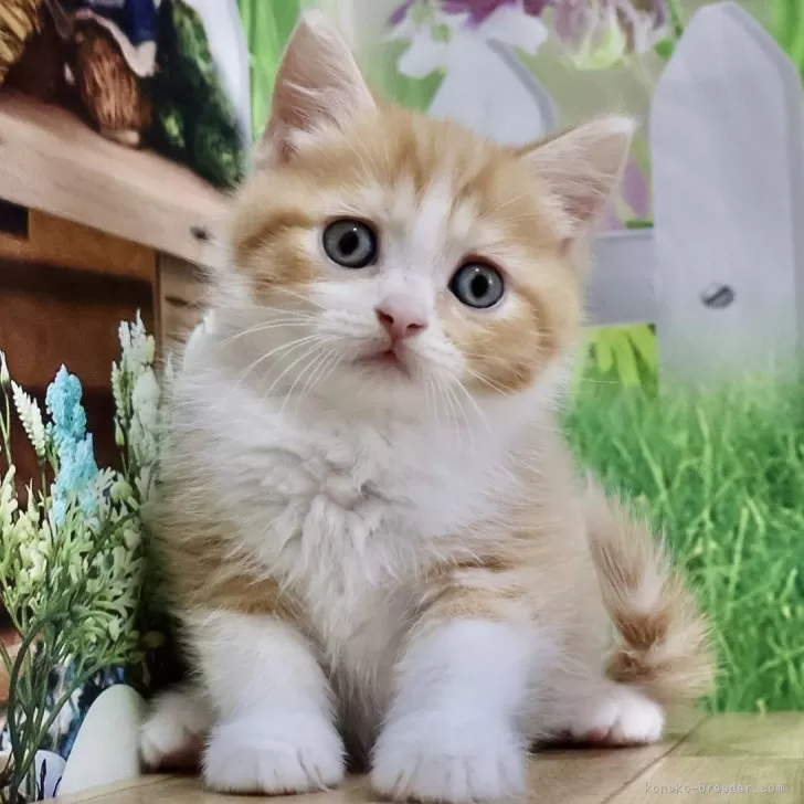 ID:2404-03686の子猫