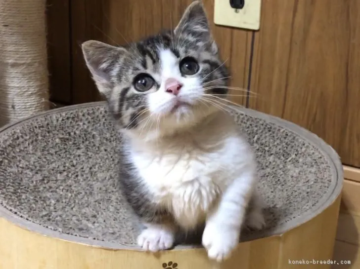 ID:1806-01569の子猫