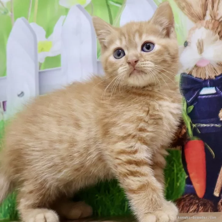 ID:2404-03559の子猫