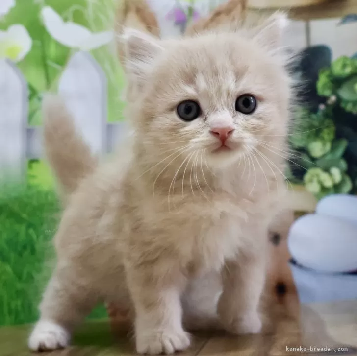 ID：2405-02010の子猫