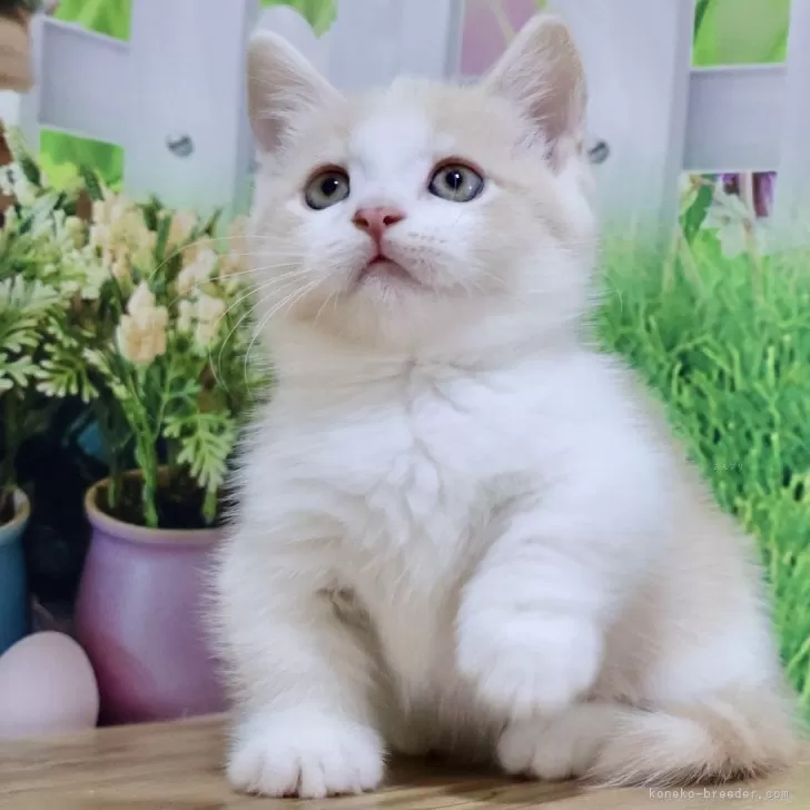 ID：2411-01827の子猫