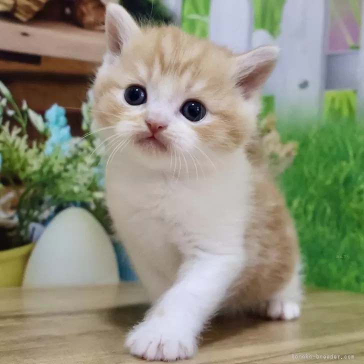ID：2403-00048の子猫