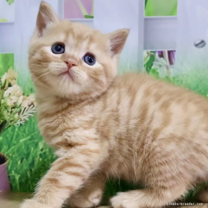 ID:2408-00989の子猫