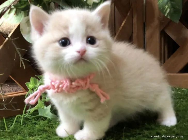 ID：1902-00444の子猫