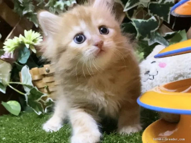 ID:2003-00478の子猫