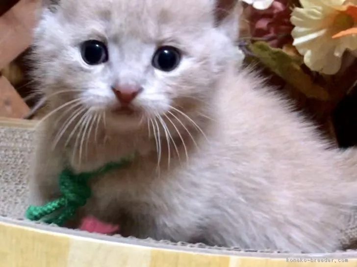 文三 様のお迎えした子猫