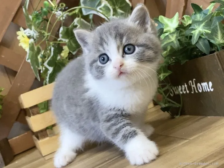 ID：2110-00908の子猫