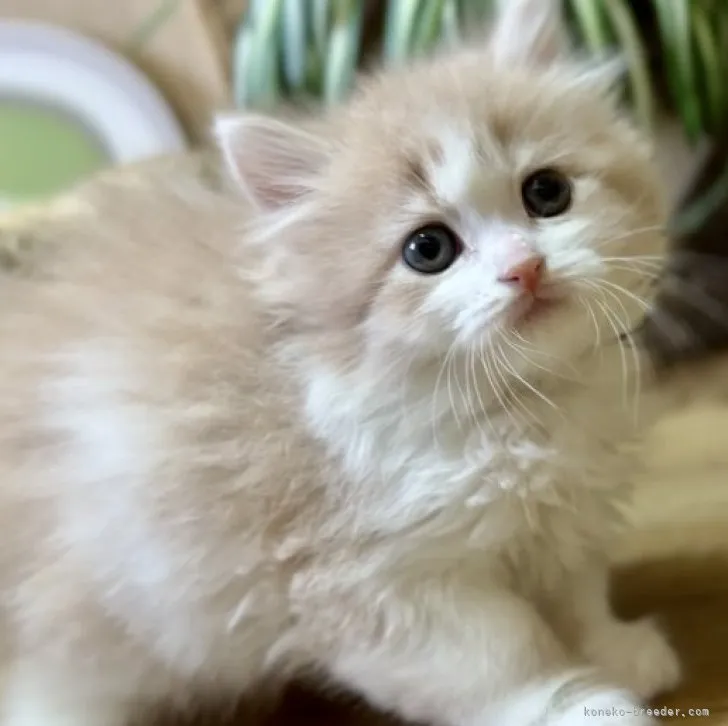 ID：2305-01104の子猫