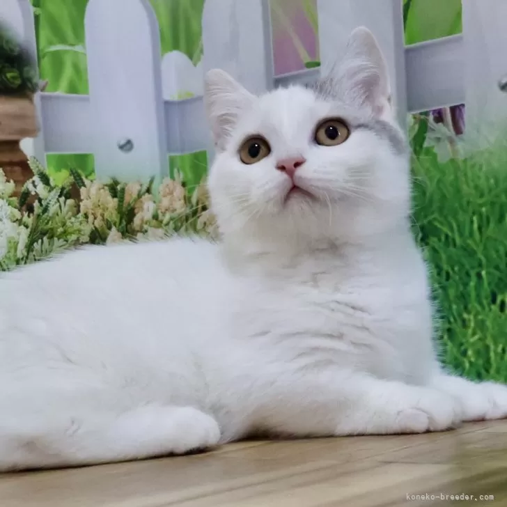 ID：2404-03688の子猫