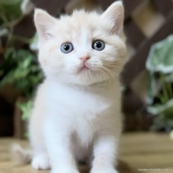 ID：2305-01095の子猫