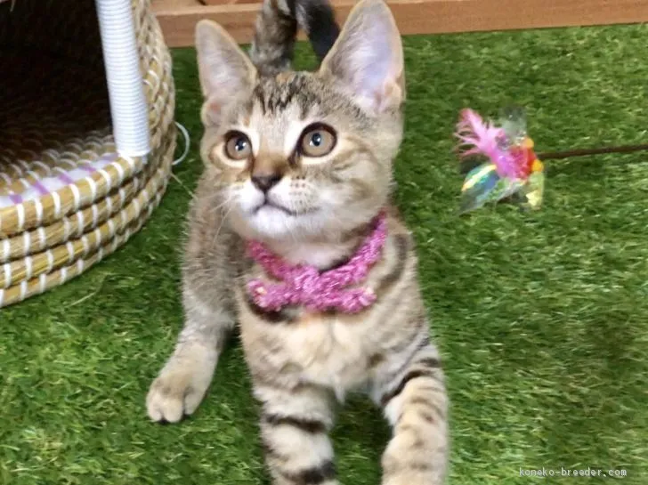 ID:1903-00500の子猫