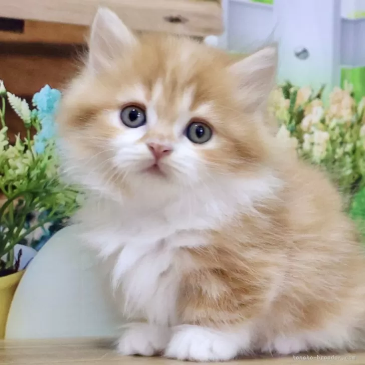 ID:2409-02918の子猫