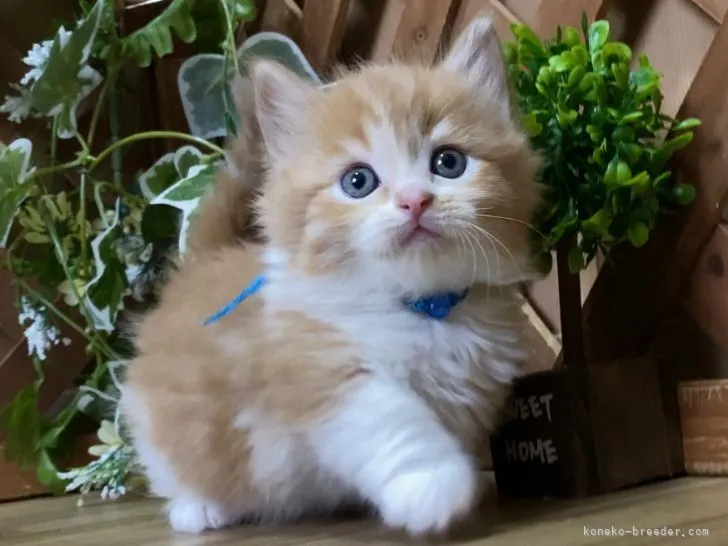 ID:2201-01783の子猫