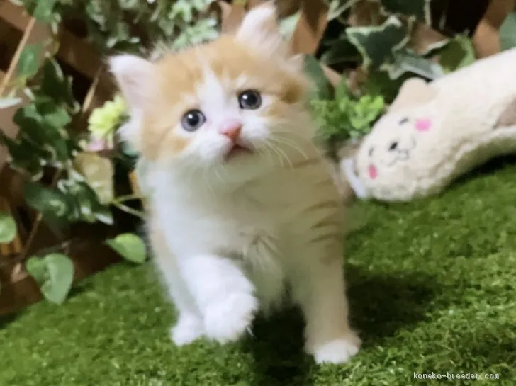 ID:2003-00789の子猫