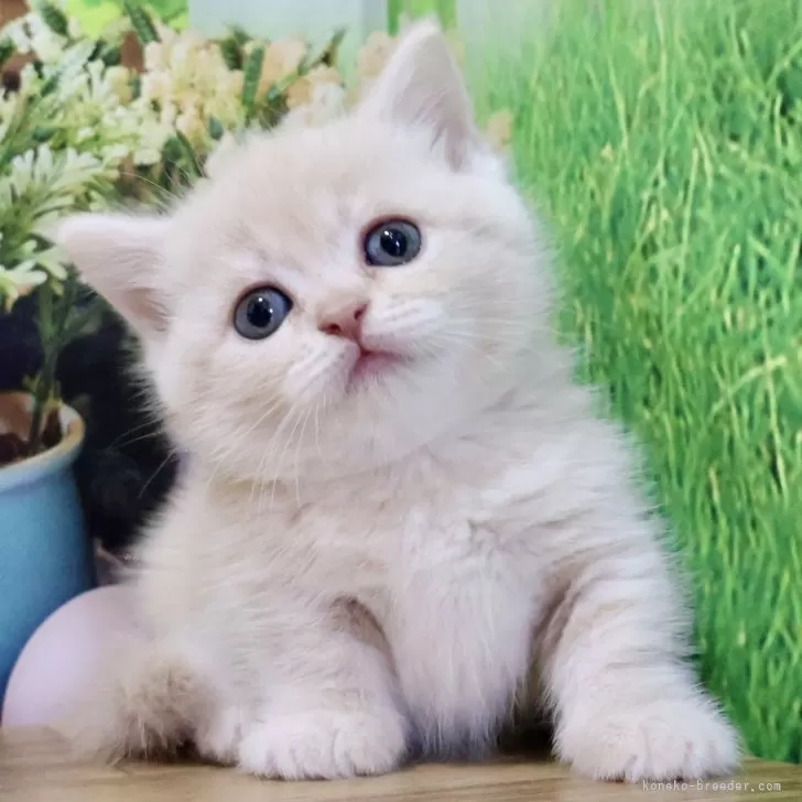 ID:2409-02912の子猫