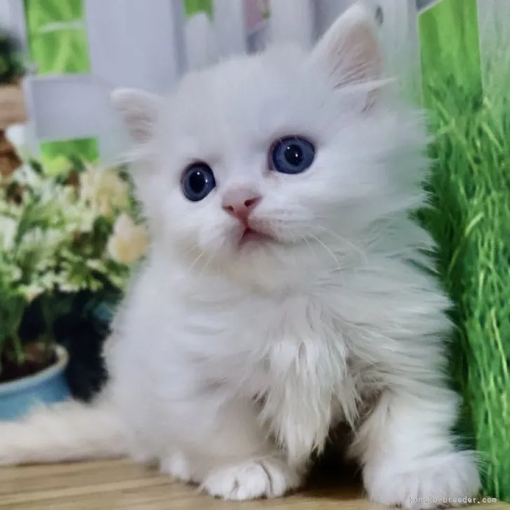 ID：2308-01985の子猫