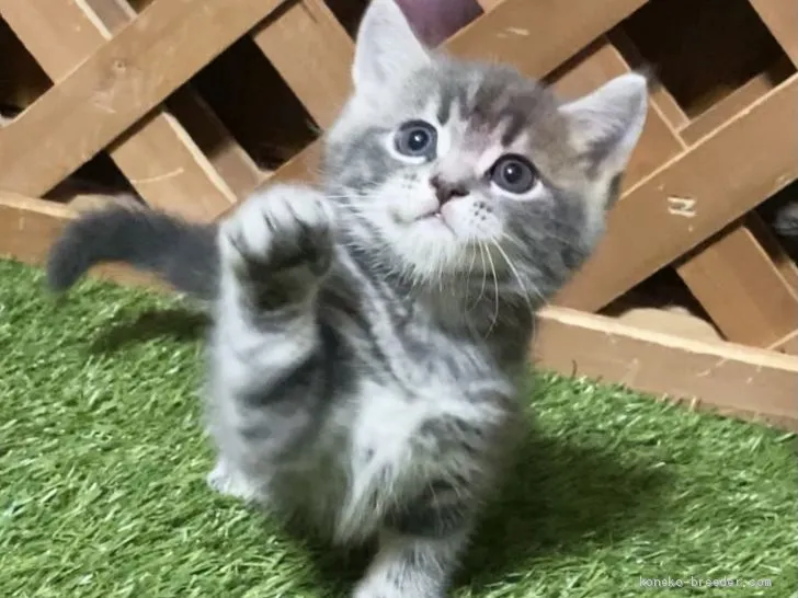 rayray 様のお迎えした子猫