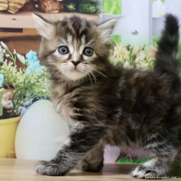 ID:2408-02898の子猫