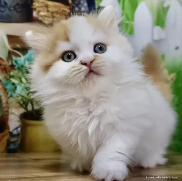 ID:2403-01881の子猫