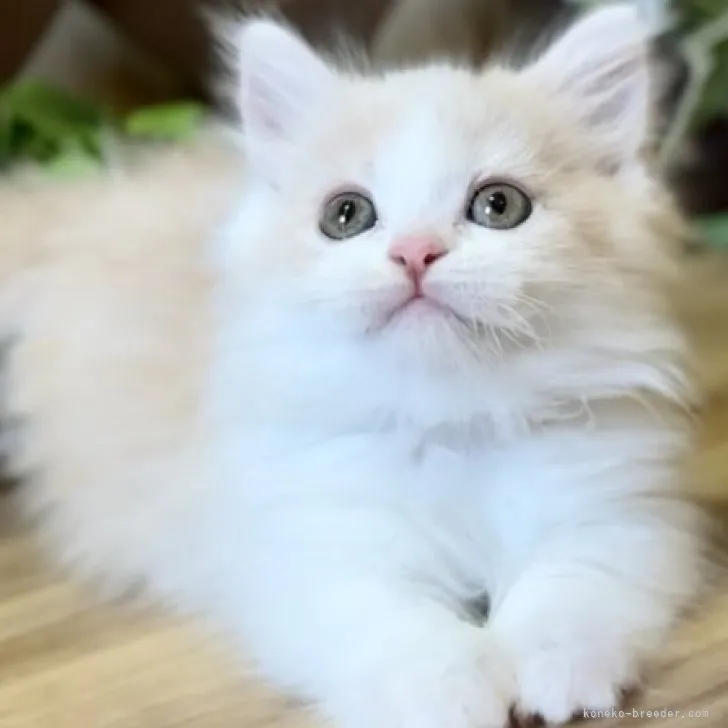 ID:2304-00165の子猫