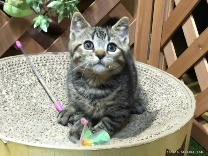 ドンキー 様のお迎えした子猫