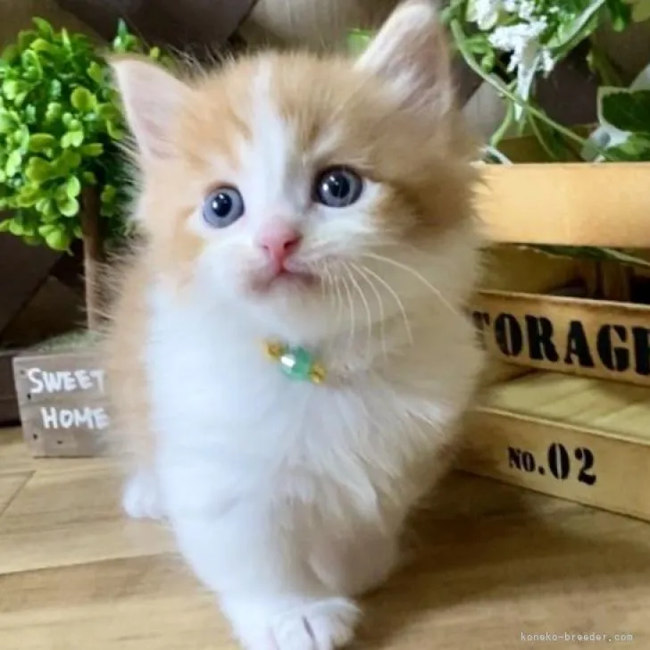ID：2207-02189の子猫