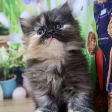 マンチカン(長足)【岐阜県・女の子・2024年3月22日・トーティ（ロング）】の写真「お顔まん丸の激かわトーティちゃんです🥰」