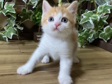 マンチカン(長足)【岐阜県・女の子・2022年4月3日・レッドタビー&ホワイト（ショートヘアー）】の写真「お目目まん丸💕懐っこく元気な長足ちゃん😻」