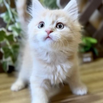 マンチカン(長足)【岐阜県・女の子・2023年2月22日・クリームタビー（ロングヘアー）】の写真「4/14画像更新✨ 順調でお迎えGW可能です😻」
