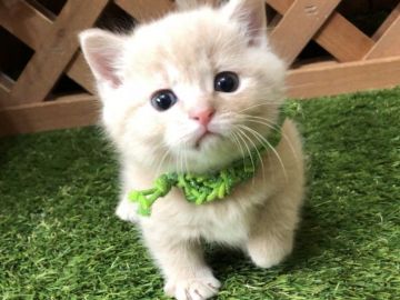 マンチカン(短足)【岐阜県・男の子・2019年1月6日・クリームタビー（ショートヘア）】の写真「お顔超まん丸😻短足クリームタビーの男の子💕」