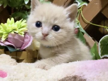 マンチカン(短足)【岐阜県・女の子・2020年3月13日・クリームタビー（ショート）】の写真「お顔まん丸💓とっても愛らしいタビー短足ちゃん😻」