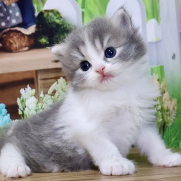 マンチカン(長足)【岐阜県・男の子・2024年7月11日・ブルータビー&ホワイト（ロング）】の写真「お目目くりくり💕ふわふわロングの長足くん😻」