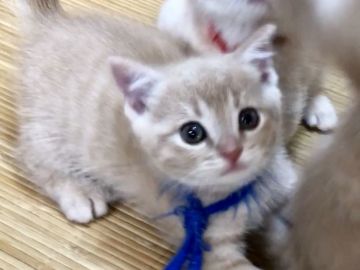 マンチカン(短足)【岐阜県・男の子・2018年9月6日・クリームタビー（ショートヘア）】の写真「短足の男の子♡10/25動画更新です」