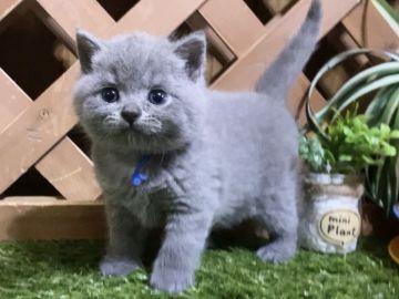 マンチカン(長足)【岐阜県・男の子・2020年7月5日・ブルー（ショート）】の写真「お顔まん丸💓長足ブルーの男の子です😻」