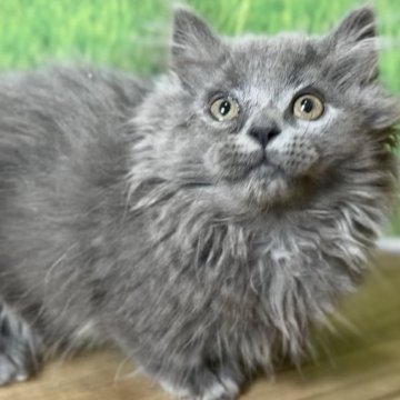 マンチカン(短足)【岐阜県・男の子・2023年6月8日・ブルー（ロングヘアー）】の写真「小柄で懐っこい甘えん坊くんです😻」