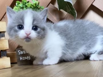 マンチカン(短足)【岐阜県・男の子・2021年5月28日・ブルー&ホワイト（ショート）】の写真「お顔まん丸😻ラブリー過ぎる短足くん💕」