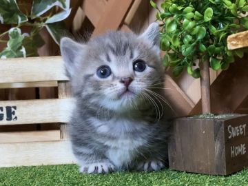 マンチカン(短足)【岐阜県・男の子・2021年2月24日・ブルータビー（ショート）】の写真「お顔まん丸💕ラブリー過ぎる男の子😻」