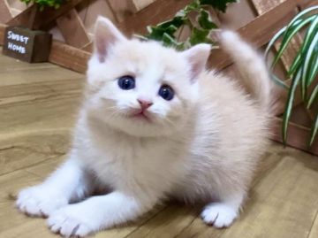 マンチカン(長足)【岐阜県・男の子・2021年12月17日・クリームタビー&ホワイト（ショート）】の写真「お目目くりくり💕長足ショートの男の子😻」