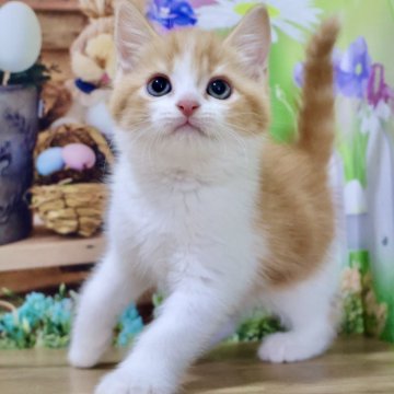 マンチカン(長足)【岐阜県・男の子・2024年5月6日・レッドタビー&ホワイト（ショート）】の写真「お顔まん丸🐱ふわふわショートの男の子💕」