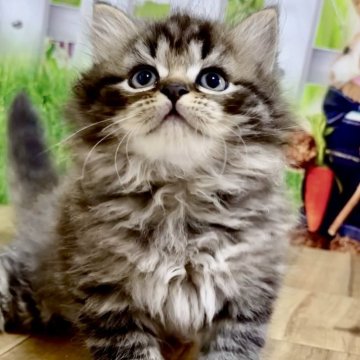 マンチカン(長足)【岐阜県・男の子・2024年4月16日・ブラウンタビー（ロング）】の写真「お顔まん丸🐱ふわふわロングの男の子💕」
