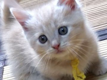 マンチカン(短足)【岐阜県・男の子・2018年9月6日・クリームタビー（ショートヘア）】の写真「短足の男の子♡10/25動画更新です」